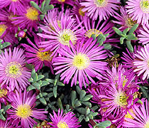 Scillies local hedgerow flowers 