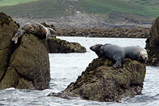 Seals on the Eastern Isles .